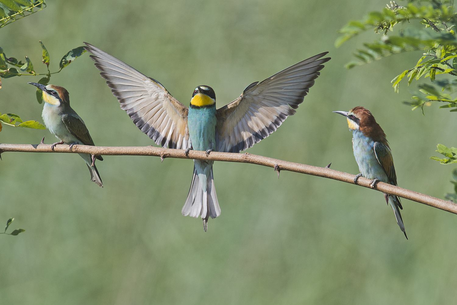 Bienenfresser im Anflug