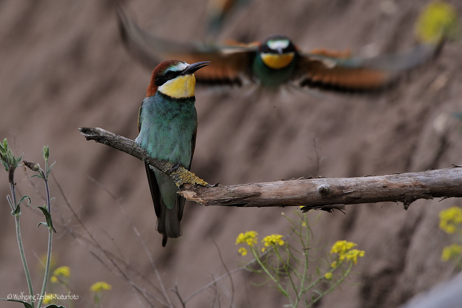 --- Bienenfresser im Anflug ---