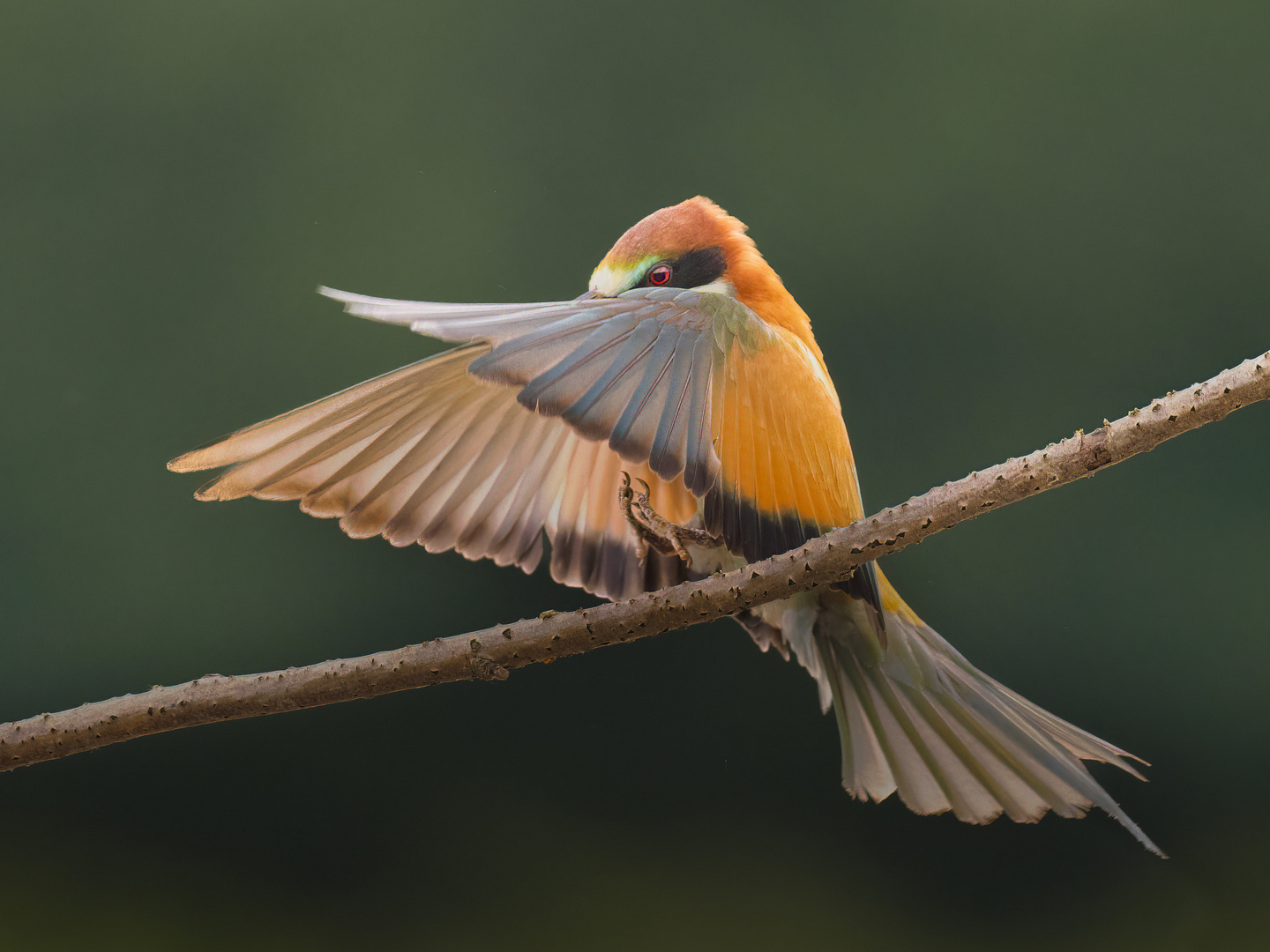 Bienenfresser im Anflug