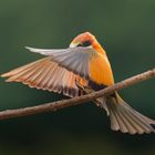 Bienenfresser im Anflug