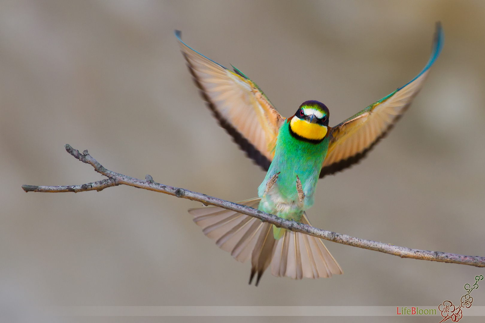 Bienenfresser im Anflug