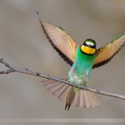 Bienenfresser im Anflug