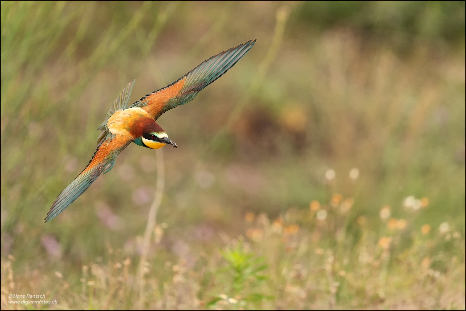 Bienenfresser im Anflug....