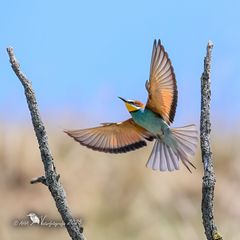 Bienenfresser im Anflug