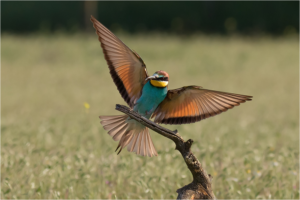 Bienenfresser im Anflug