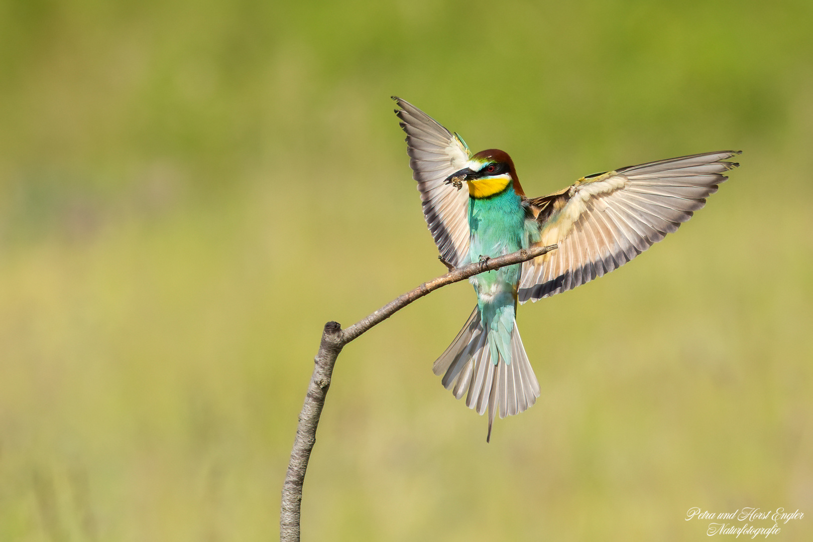 Bienenfresser im Anflug mit Beute