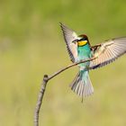 Bienenfresser im Anflug mit Beute