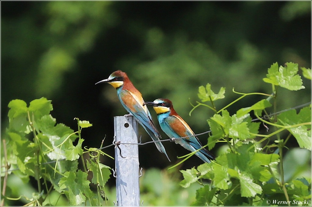 BIENENFRESSER im Doppelpack