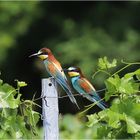 BIENENFRESSER im Doppelpack