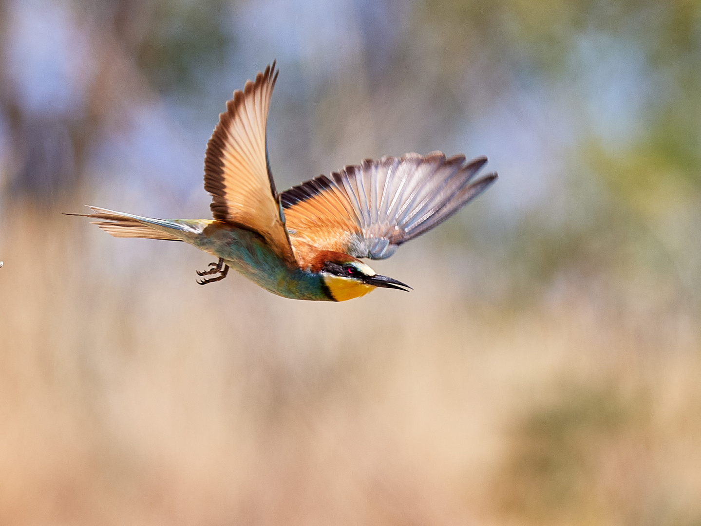 Bienenfresser im Flug