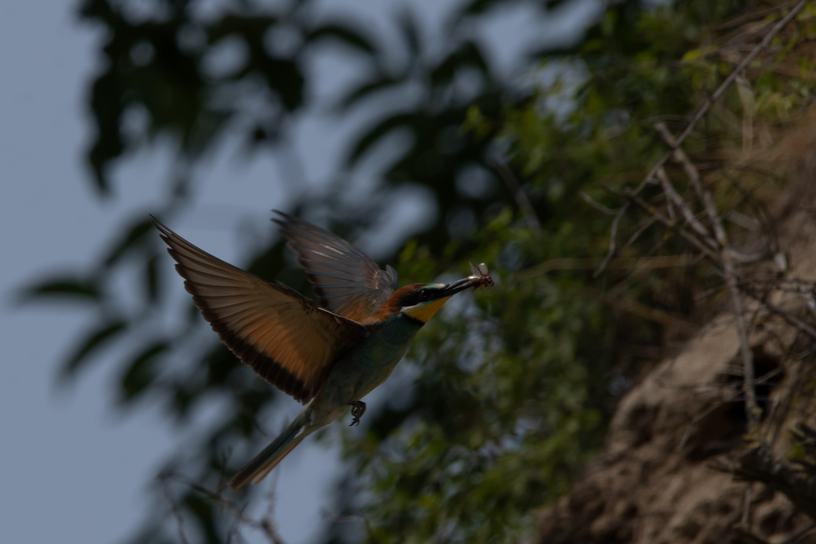 Bienenfresser im Flug 2