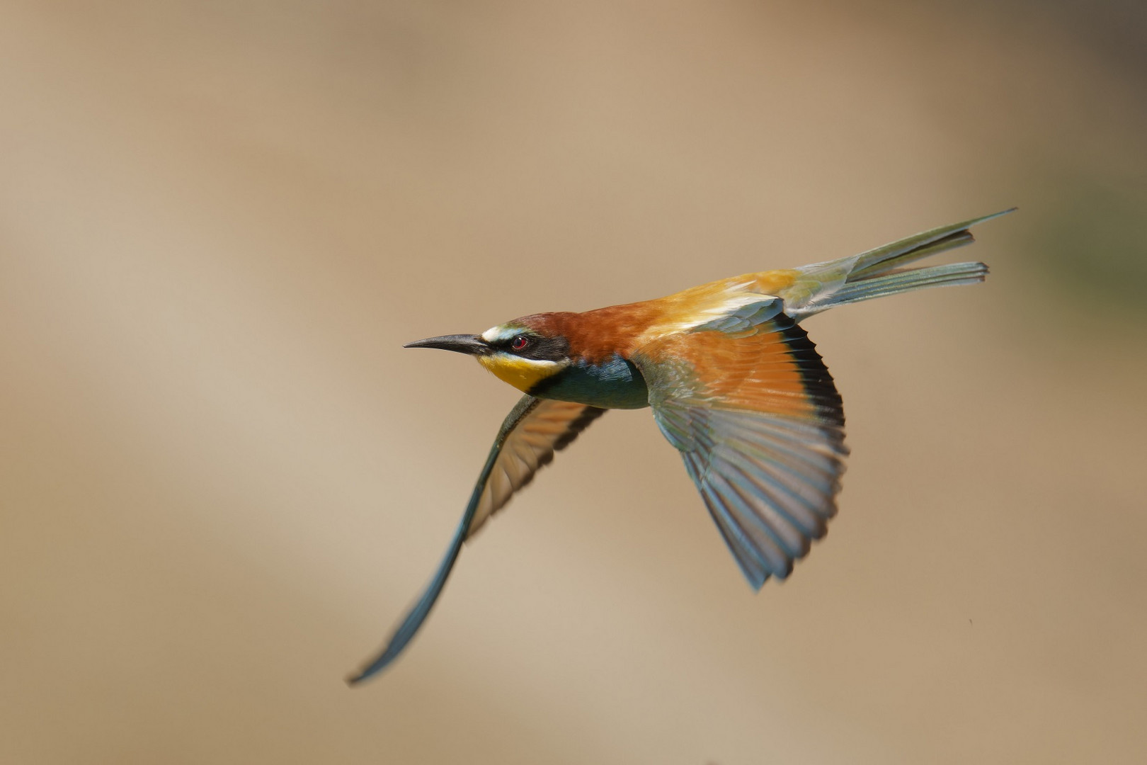 Bienenfresser im flug