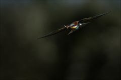 Bienenfresser im Flug