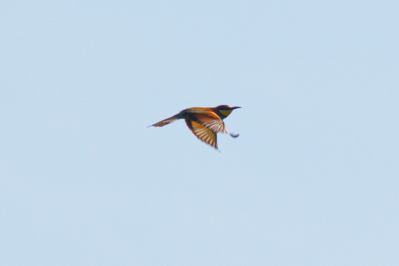 Bienenfresser im Flug