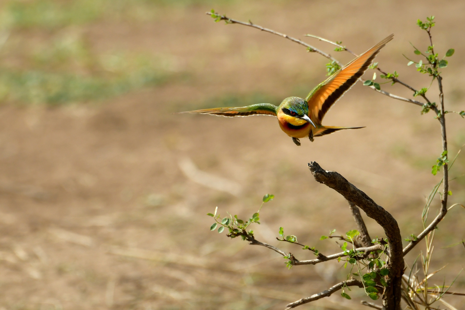 Bienenfresser im Flug