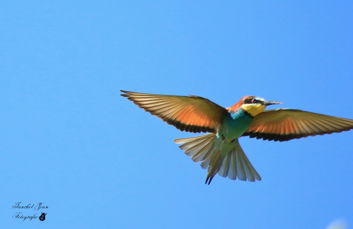 Bienenfresser im Flug 