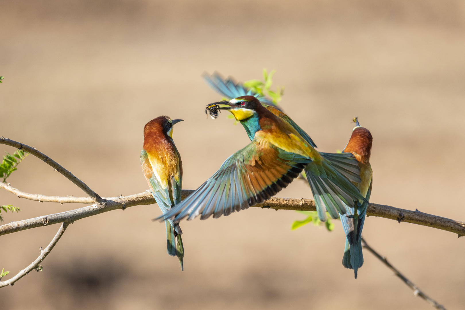 Bienenfresser im Flug