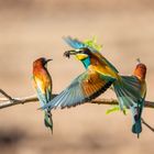 Bienenfresser im Flug