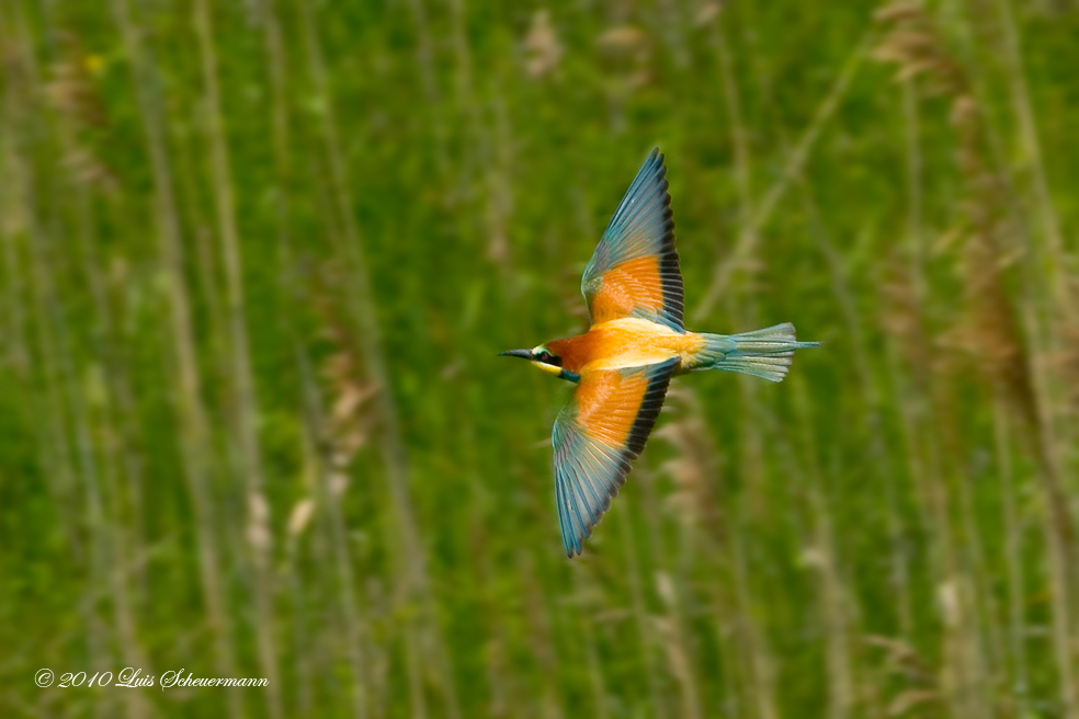 Bienenfresser im Flug