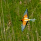 Bienenfresser im Flug