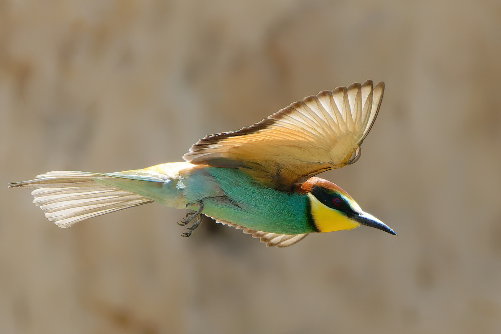 Bienenfresser im Flug