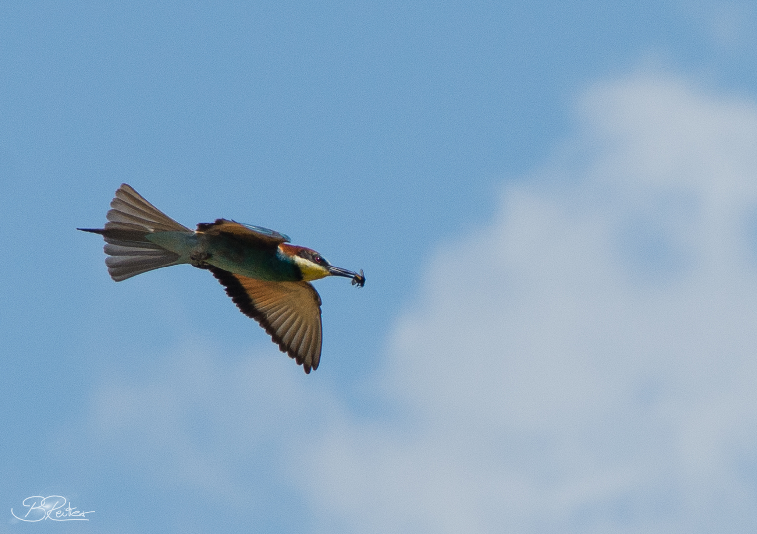 Bienenfresser im Flug