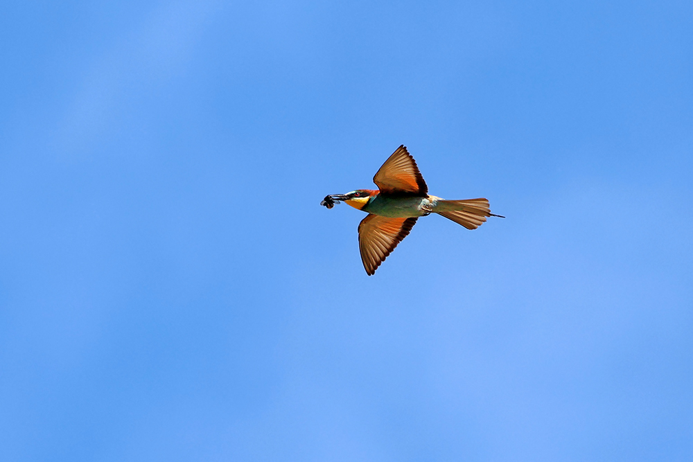 Bienenfresser im Flug