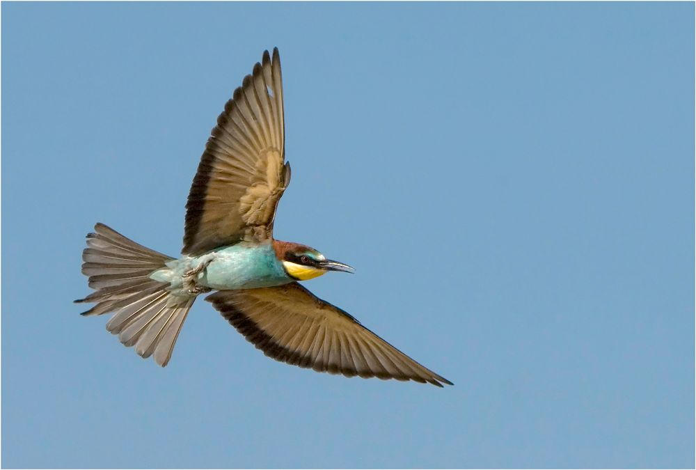 Bienenfresser im Flug