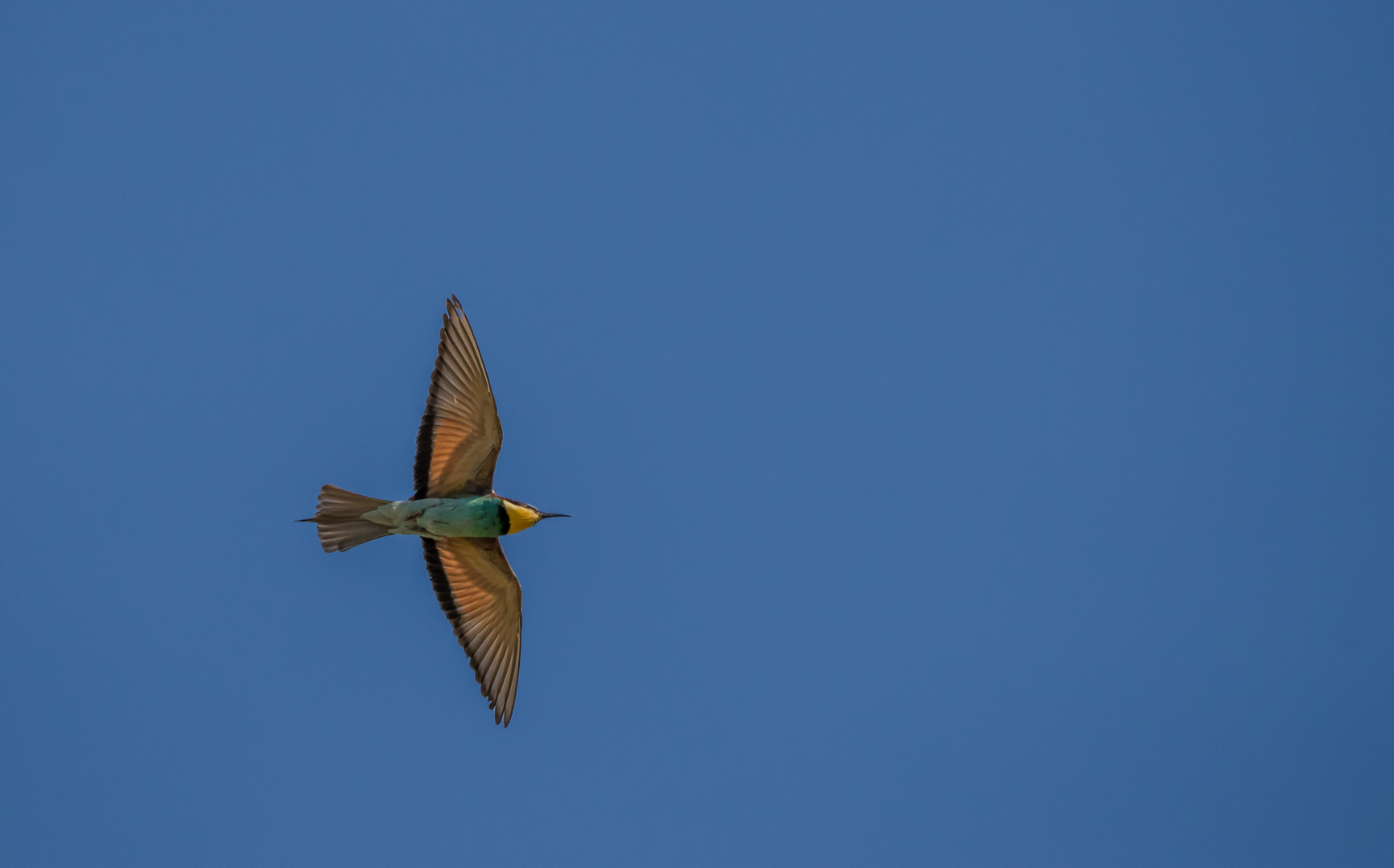 Bienenfresser im Flug