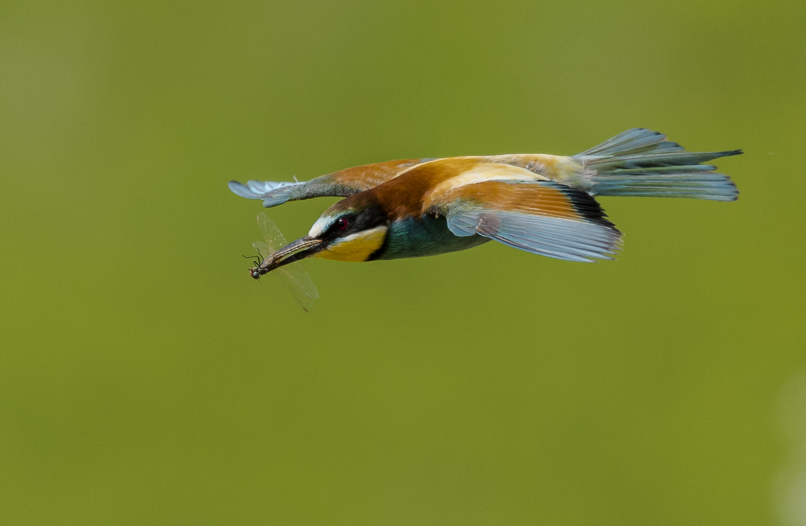 Bienenfresser im Flug