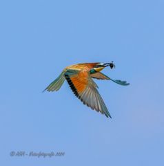 Bienenfresser im Flug mit Beute