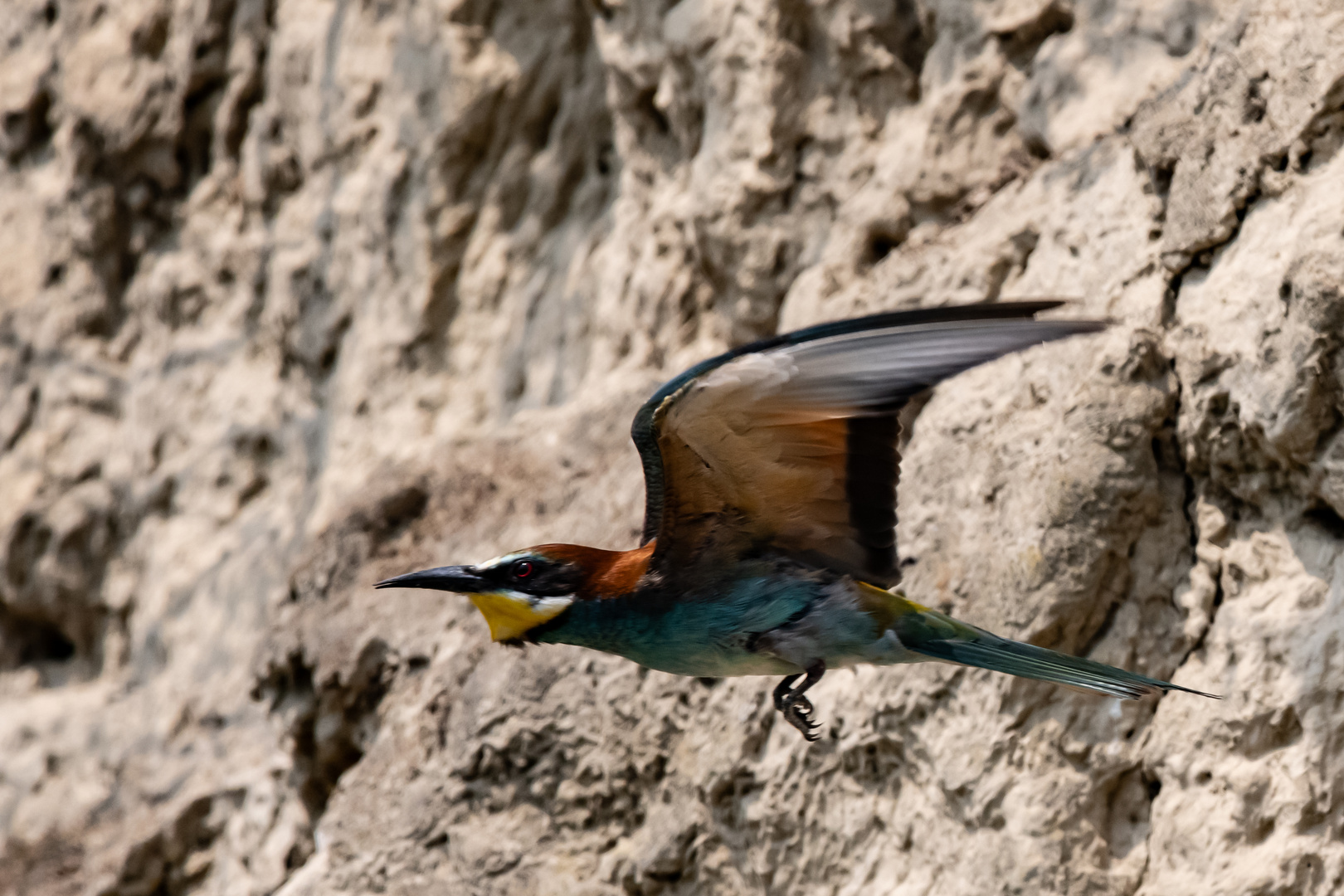 Bienenfresser im Flug1