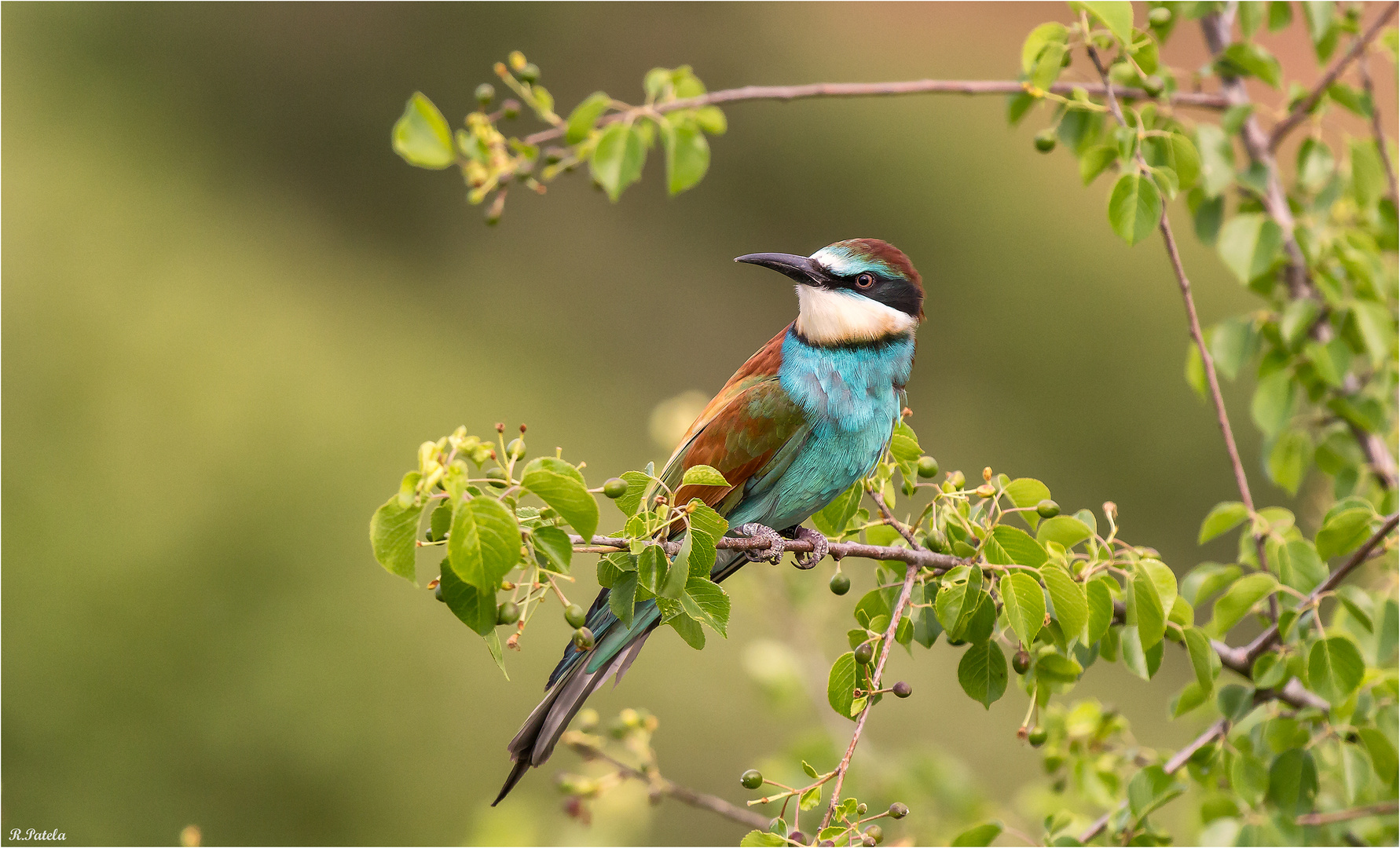 Bienenfresser im Jugendkleid