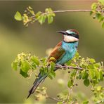 Bienenfresser im Jugendkleid