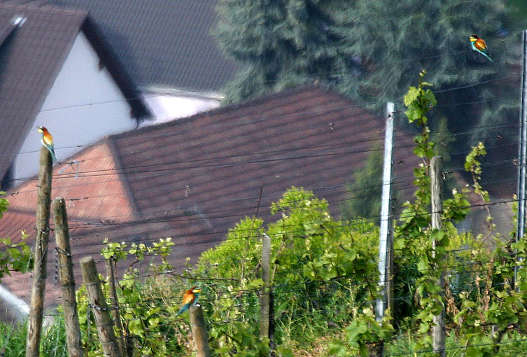 Bienenfresser im Kaiserstuhl