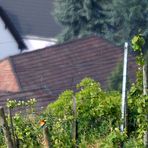 Bienenfresser im Kaiserstuhl