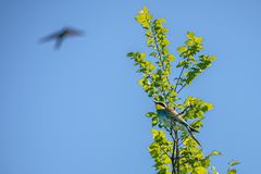 Bienenfresser Im Kaiserstuhl - Hallo Kollege, wohin fliegst du?