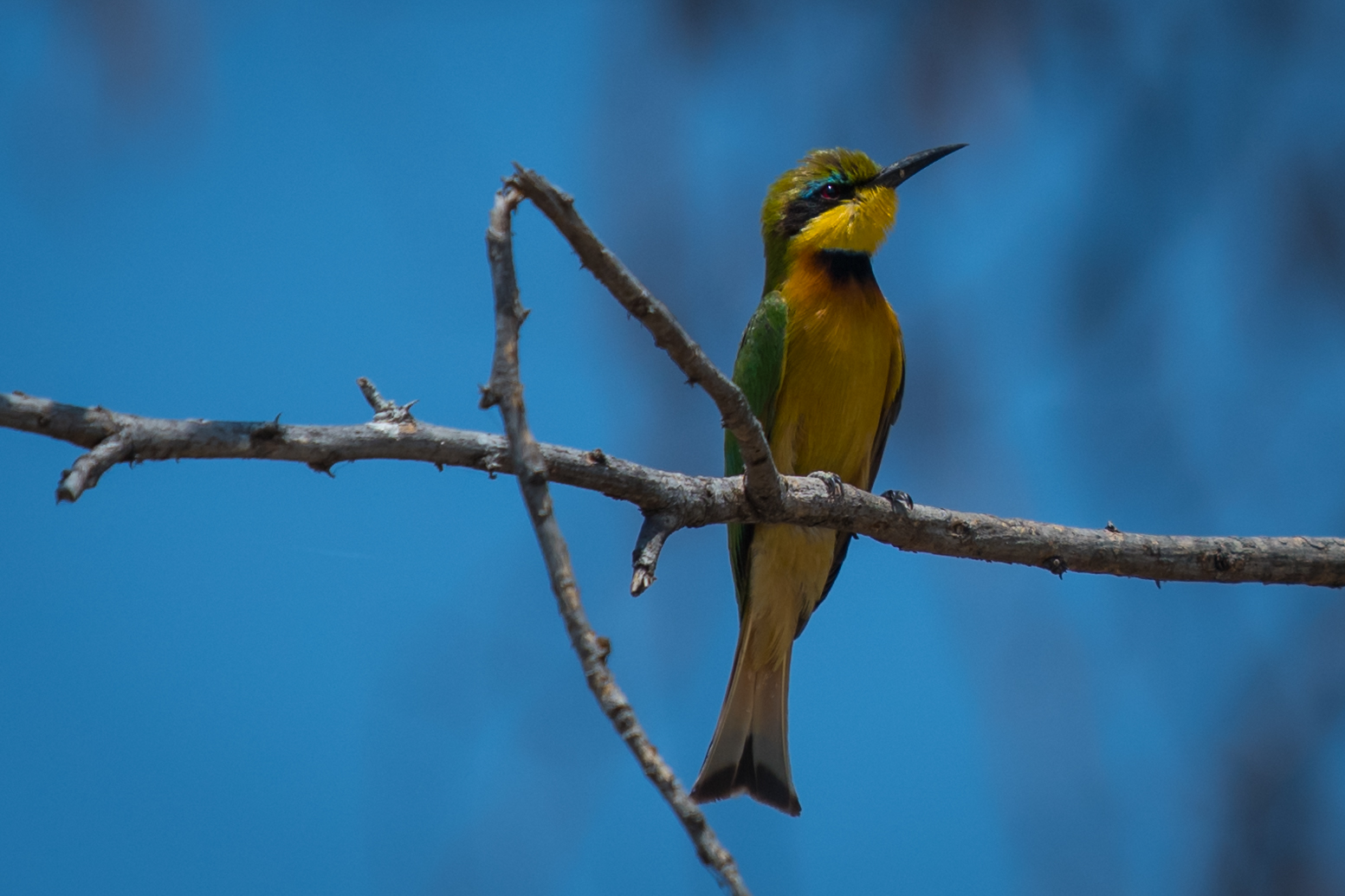 Bienenfresser im Mahango NP, Namibia