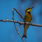 Bienenfresser im Mahango NP, Namibia