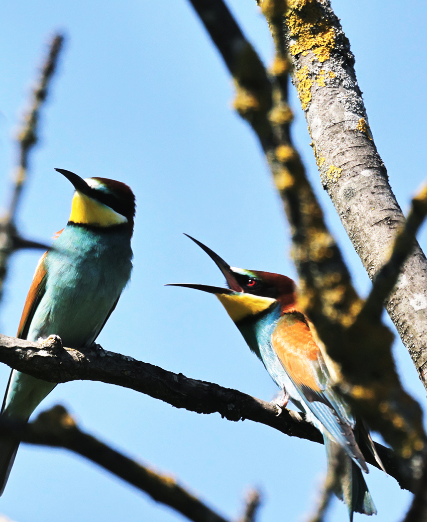 Bienenfresser im Naturschutzgebiet