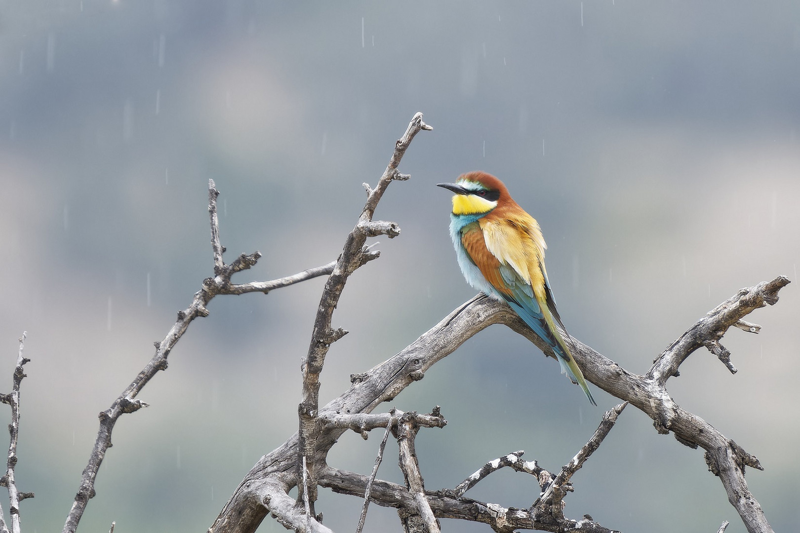 Bienenfresser im Regen