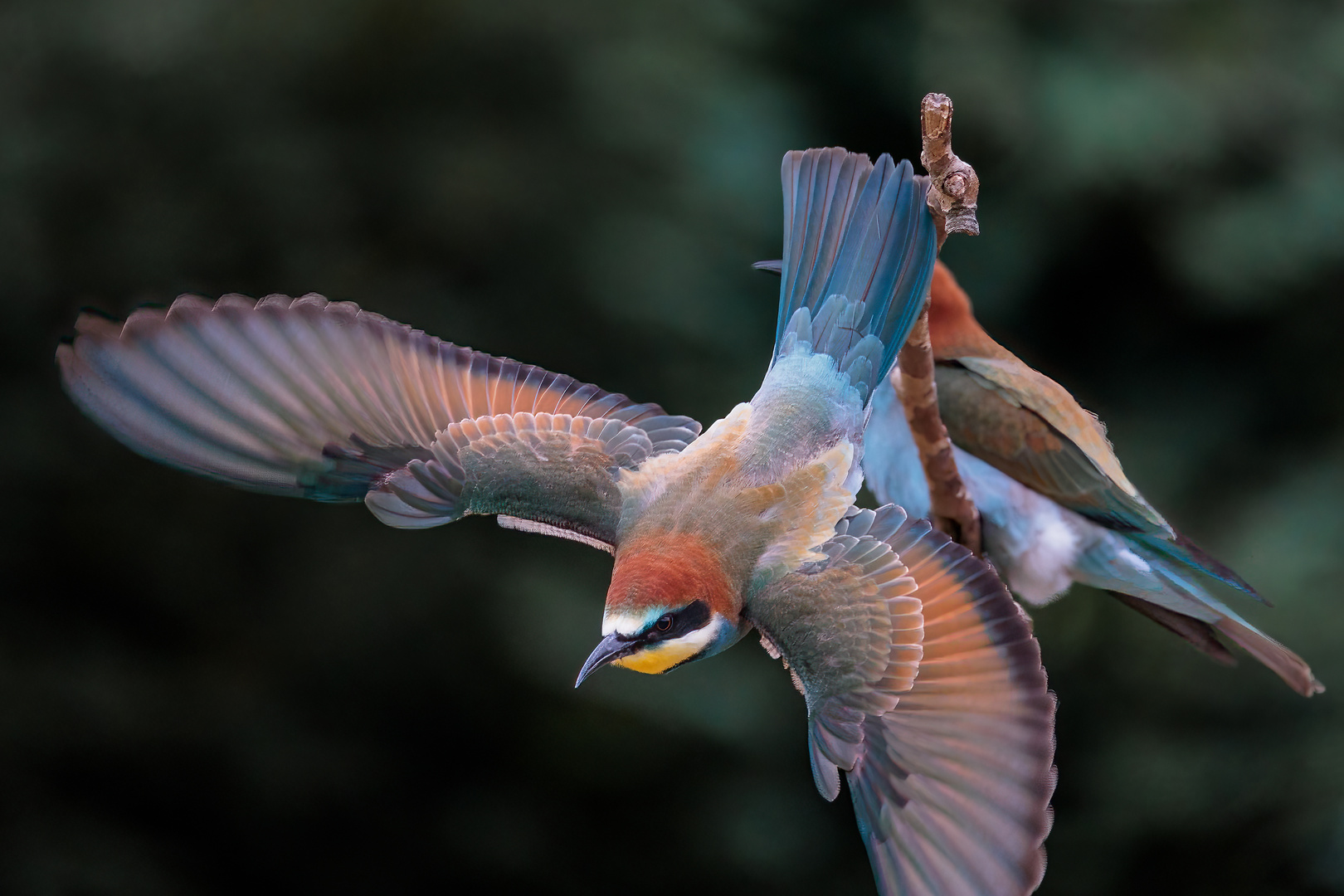 Bienenfresser im Sturzflug/Abflug