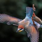 Bienenfresser im Sturzflug/Abflug