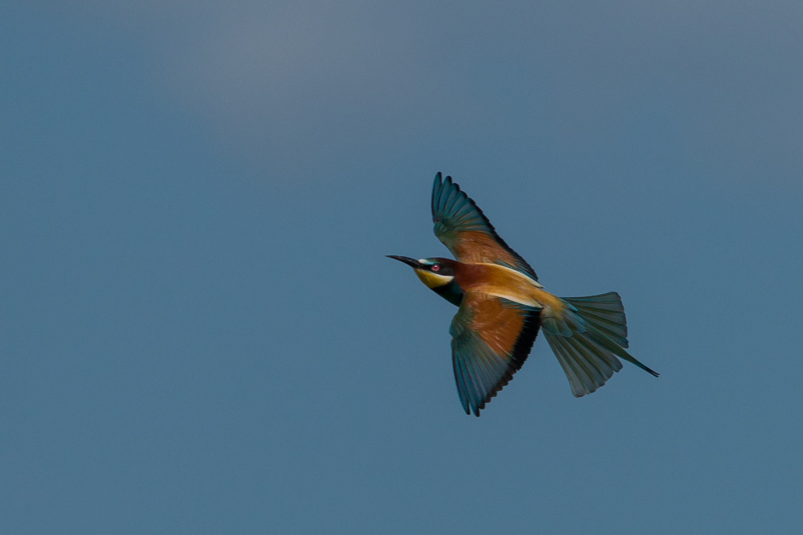 Bienenfresser im Überflug.