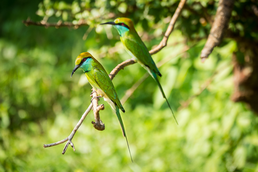 Bienenfresser im Yala-Nationalpark, Sri Lanka