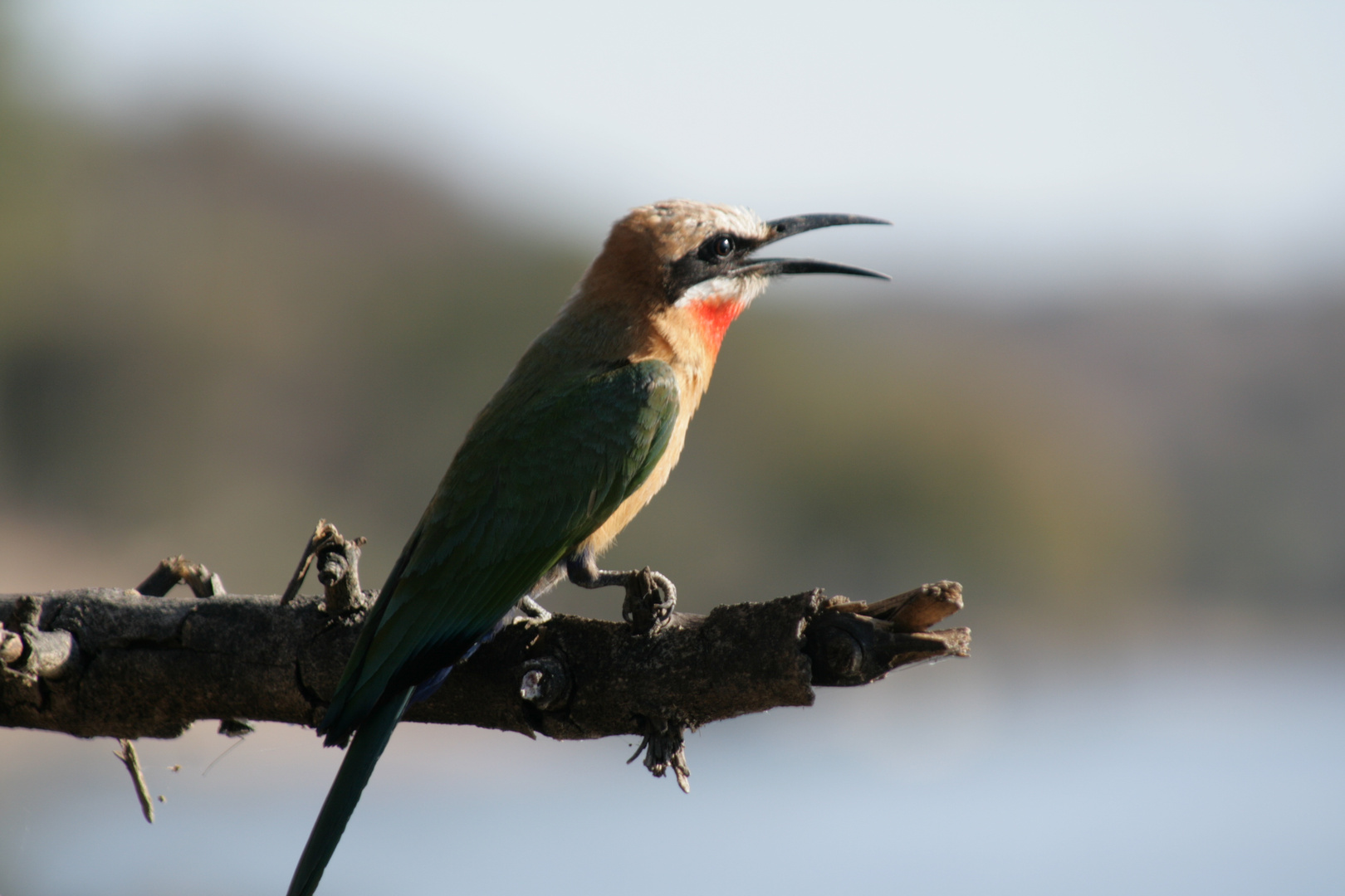 Bienenfresser in Botswana