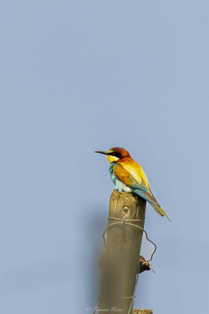 Bienenfresser in den Weinbergen