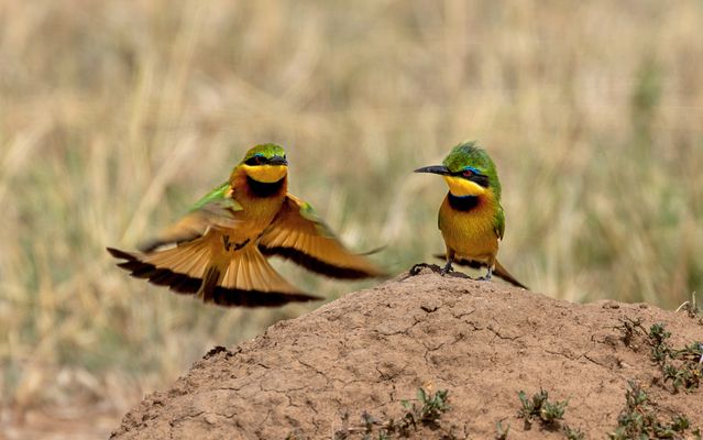 Bienenfresser in der Massai Mara/Kenia - August 2022