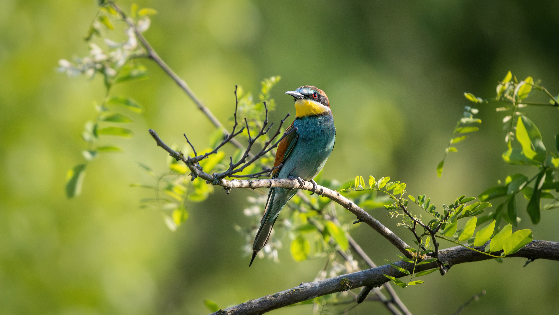 Bienenfresser in der Pfalz