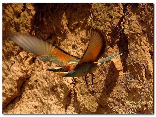 Bienenfresser in flug